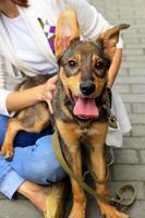 Happy puppy with its owner. photo