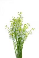 Lily of the valley flower on white background. photo