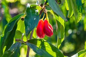 Photography to theme beautiful grow berry dogwood on background summer leaves photo