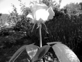 Bouquet wildflowers prickly rose blooming in garden photo