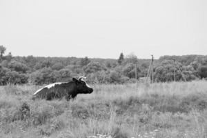 fotografía sobre el tema hermosa gran vaca lechera foto