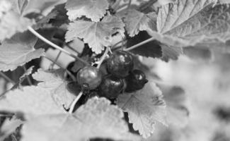 Photography on theme beautiful bush berry black currant photo