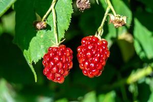 Photography on theme beautiful berry branch blackberry bush photo