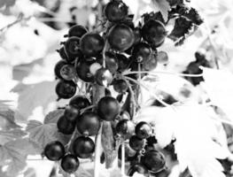 fotografía sobre el tema hermoso arbusto baya grosella negra foto