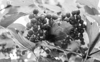 Photography on theme beautiful sour berry viburnum photo