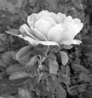 Bouquet wildflowers prickly rose blooming in garden photo