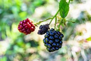 fotografía sobre el tema hermosa baya rama blackberry bush