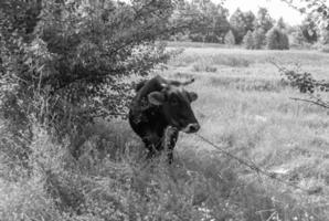 Photography on theme beautiful big milk cow photo