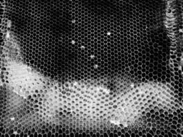 Abstract hexagon structure is honeycomb from bee hive photo