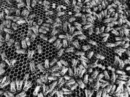 Abstract hexagon structure is honeycomb from bee hive photo