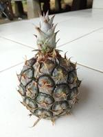 Young pineapples for photo attachments to fruit-themed articles.
