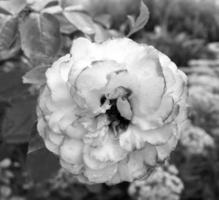 Bouquet wildflowers prickly rose blooming in garden photo