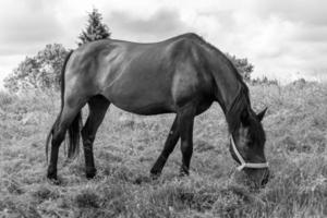 Beautiful wild horse stallion on summer flower meadow photo