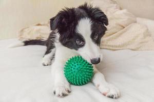 Funny portrait of cute puppy dog border collie lay on pillow blanket in bed and playing with green toy ball photo