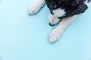 Funny studio portrait of cute smilling puppy dog border collie isolated on blue background. Pet care and animals concept photo