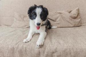 retrato divertido de un lindo cachorro sonriente collie fronterizo en el sofá en casa. cuidado de mascotas y concepto de animales foto