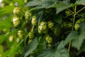 Farming and agriculture concept. Green fresh ripe organic hop cones for making beer and bread, close up. Fresh hops for brewing production. Hop plant growing in garden or farm. photo