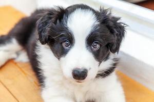 Funny studio portrait of cute smilling puppy dog border collie on white background photo