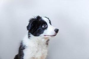 Gracioso retrato de estudio de lindo cachorro smilling border collie sobre fondo blanco. foto
