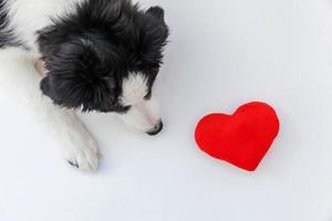 Gracioso retrato de estudio de lindo cachorro smilling border collie con corazón rojo aislado sobre fondo blanco. foto