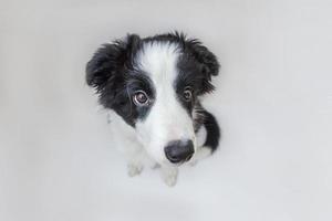 divertido retrato de estudio de un lindo cachorro sonriente collie de frontera aislado en fondo blanco. cuidado de mascotas y concepto de animales foto