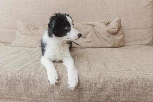 Funny portrait of cute smilling puppy dog border collie on couch at home. Pet care and animals concept photo