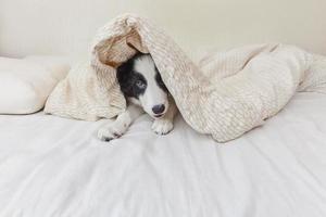 Funny portrait of cute smilling puppy dog border collie in bed at home photo