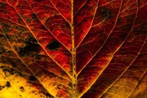 primer plano otoño otoño extrema textura macro vista de hoja de madera naranja roja resplandor de hoja de árbol en el fondo del sol. fondo de pantalla de octubre o septiembre de naturaleza inspiradora. concepto de cambio de estaciones. foto