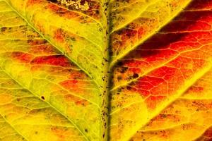 Closeup autumn fall extreme macro texture view of red orange wood sheet tree leaf glow in sun background. Inspirational nature october or september wallpaper. Change of seasons concept. photo