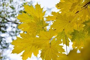 hojas de arce grandes y hermosas de color verde amarillo sobre un fondo de cielo blanco. hermoso fondo de hojas y cielo durante el día.