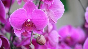 pink phalaenopsis orchid flower video