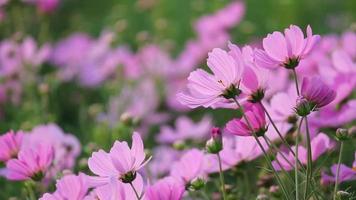 fleur de cosmos dans le jardin video