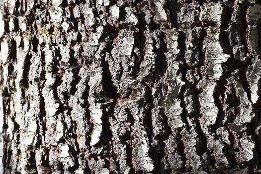 Bark texture of large pines And there's light coming in from the side. photo