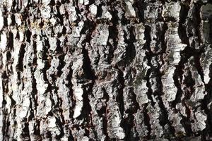 textura de corteza de pinos grandes y hay luz que entra por un lado. foto