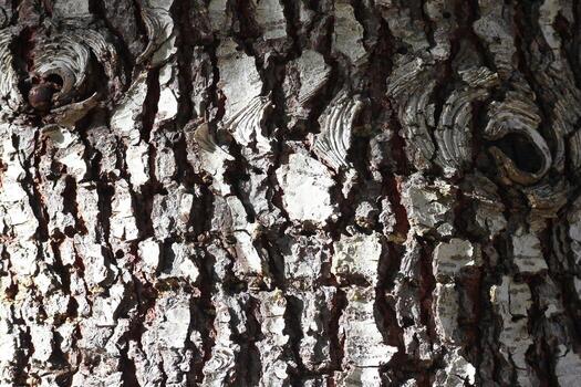 Bark texture of large pines And there's light coming in from the side. photo