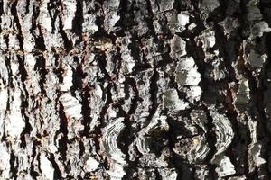 Bark texture of large pines And there's light coming in from the side. photo