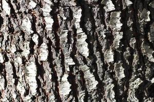 Bark texture of large pines And there's light coming in from the side. photo