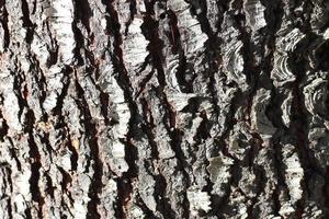 Bark texture of large pines And there's light coming in from the side. photo