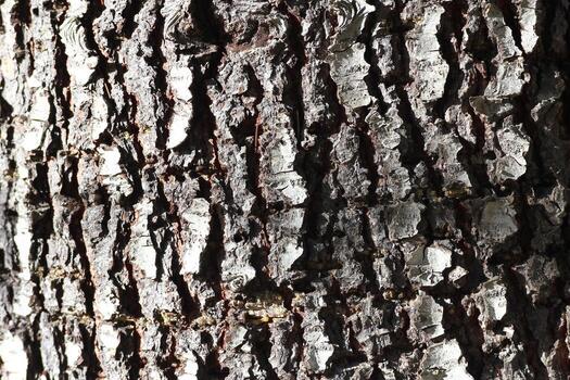 Bark texture of large pines And there's light coming in from the side. photo