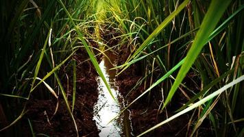 colocación de arroz en los campos foto