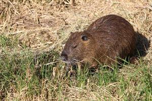 la nutria vive en el lago hula en el norte de israel. foto