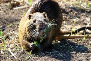 la nutria vive en el lago hula en el norte de israel. foto