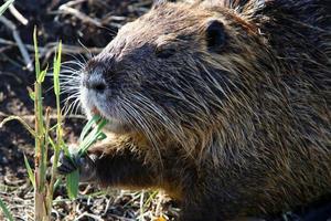 la nutria vive en el lago hula en el norte de israel. foto