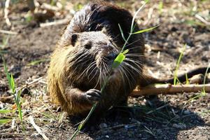 la nutria vive en el lago hula en el norte de israel. foto