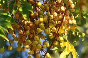 Wild and inedible berries on trees in a city park photo