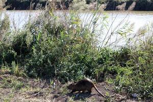 The nutria lives on Hula Lake in northern Israel. photo