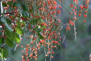 Wild and inedible berries on trees in a city park photo