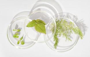 wild herbs in petri dish as natural medicine ingredient, using forest plants in pharmacology industry. natural extraction laboratory. photo