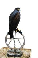 Black kite, Milvus migrans or black hawk trained standing with falconers jess or leather leash on a handlers hand isolated on white background. photo