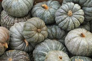 Colourful organic pumpkins and gourds on agricultural fair. Harvesting autumn time concept. Garden fall natural plant. Thanksgiving halloween decor. Festive farm rural background. Vegetarian food. photo